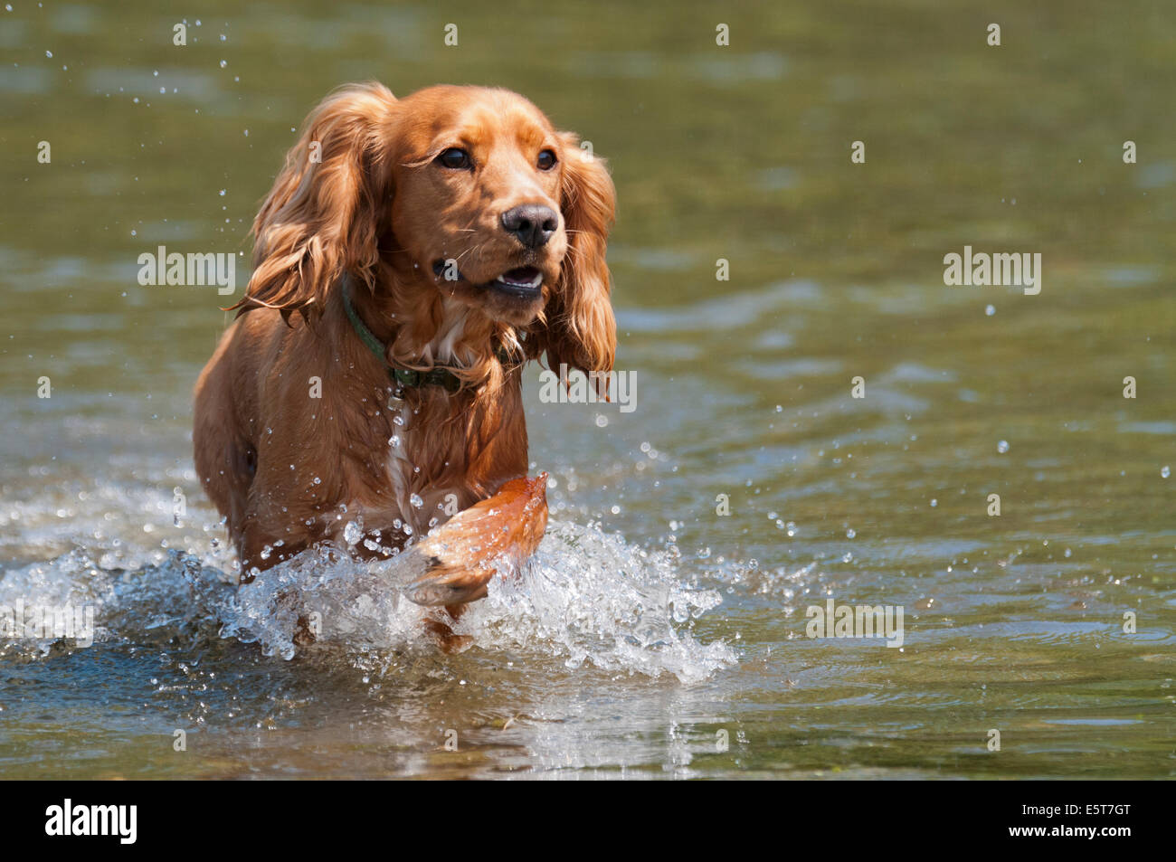 Happy Sprocker dog running through river Stock Photo