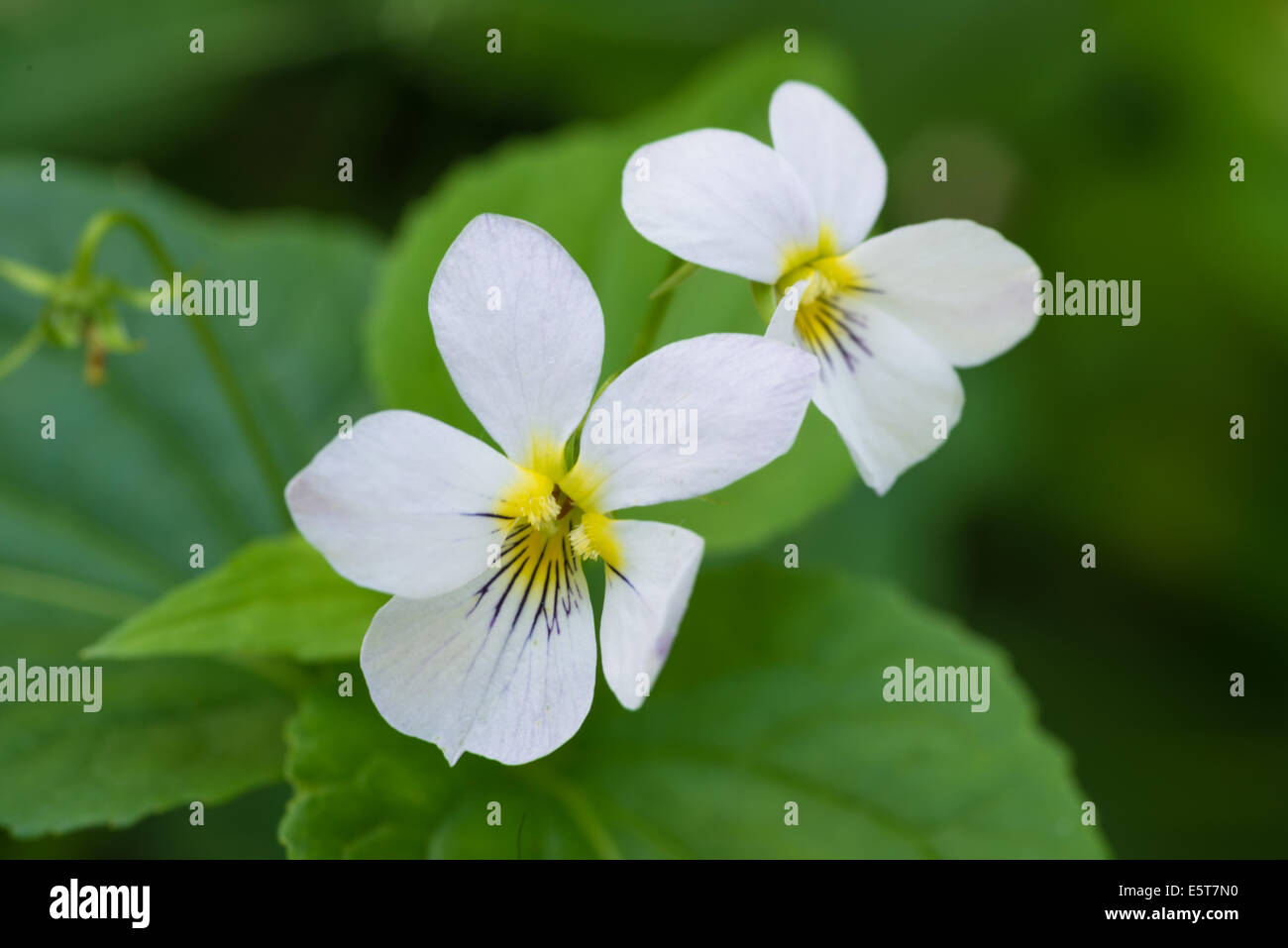 A pair of western Canadian violets (Viola canadensis) growing in ...