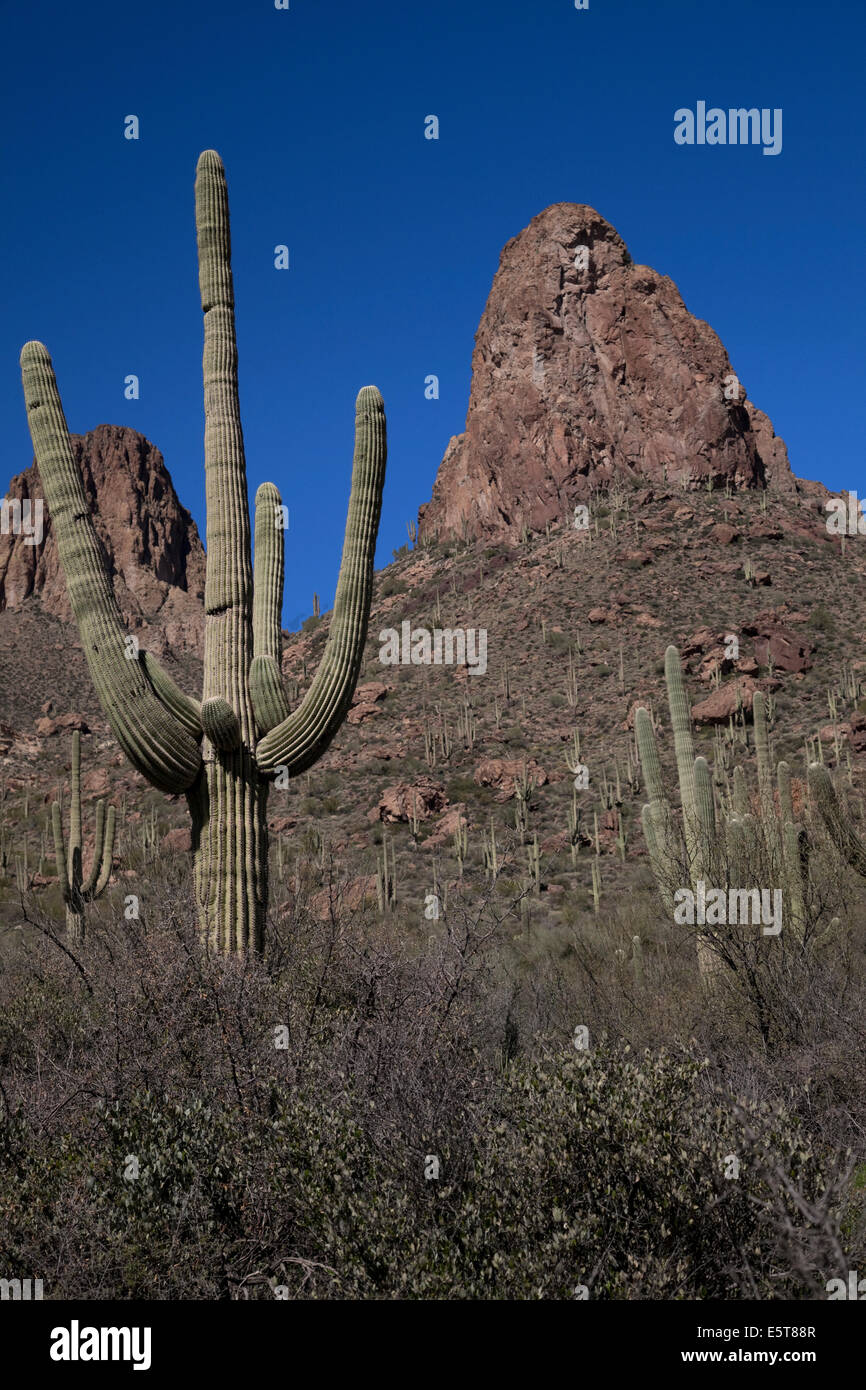 Saguaro cactus near phoenix hires stock photography and images Alamy