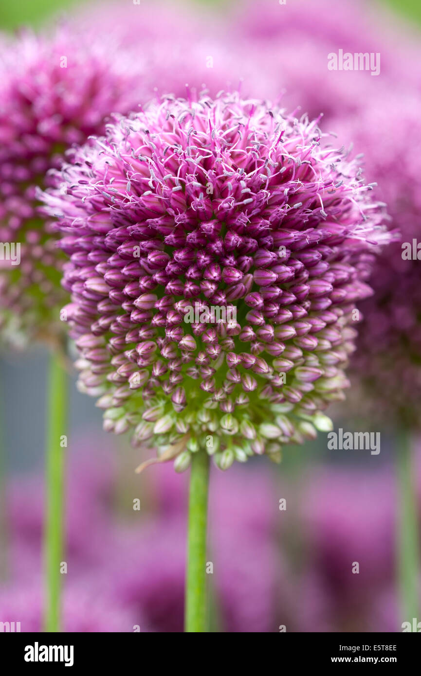 allium sphaerocephalon Stock Photo