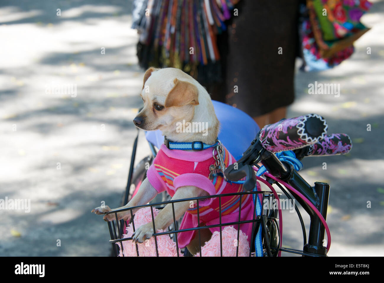 Chihuahua dog in bike basket Merida Yucatan Mexico Stock Photo Alamy