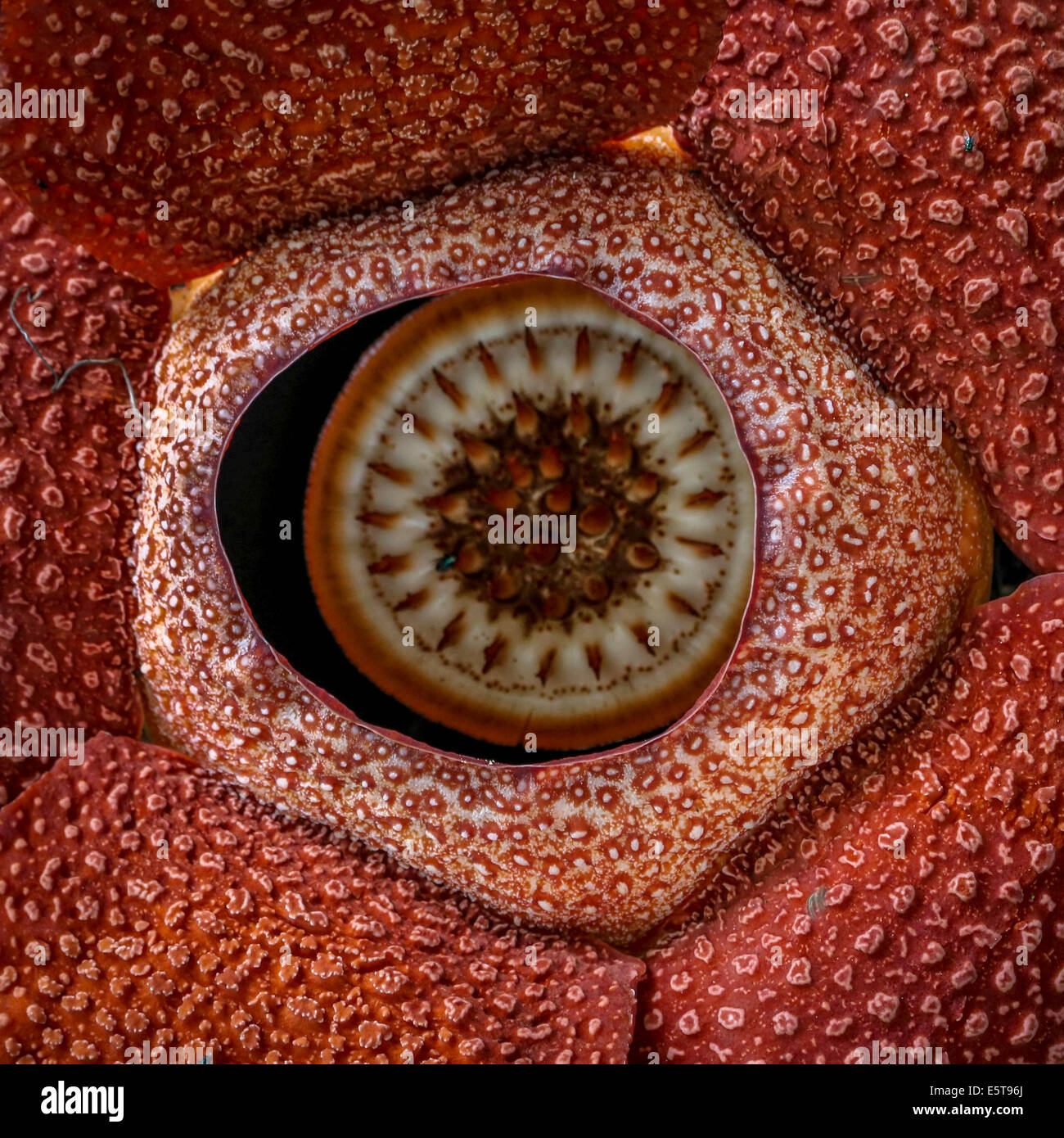 Rafflesia flower in Sabah, Borneo Stock Photo Alamy