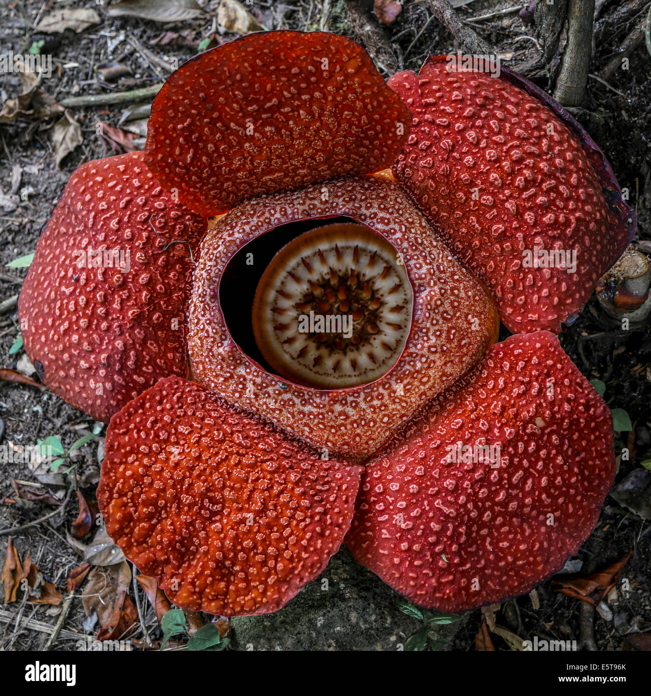 Rafflesia flower in Sabah, Borneo Stock Photo Alamy