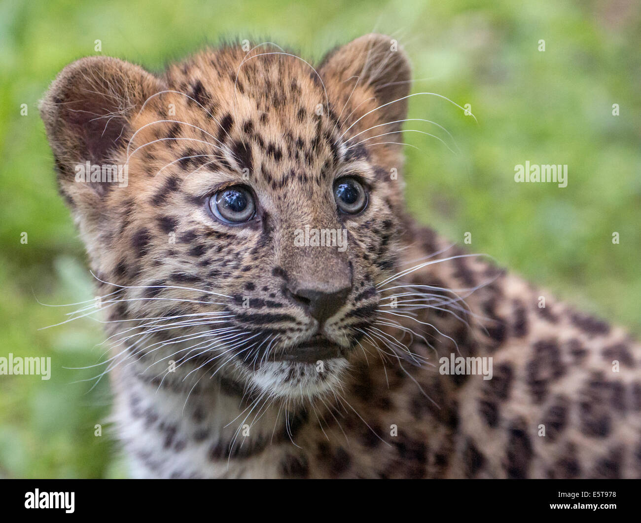 Female amur leopard hi-res stock photography and images - Alamy