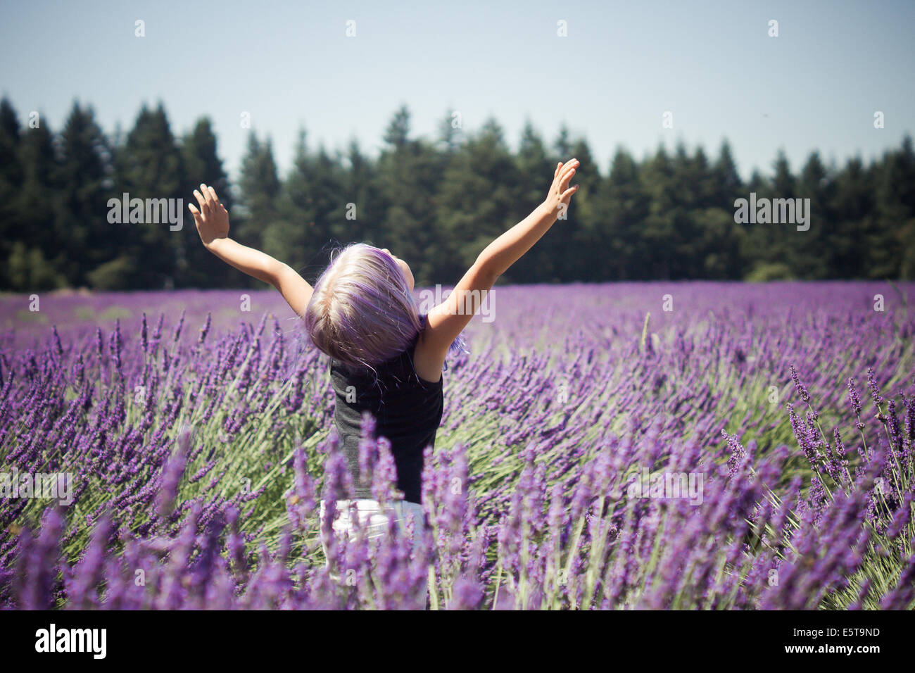 Lavender Festival in Portland Oregon Stock Photo Alamy