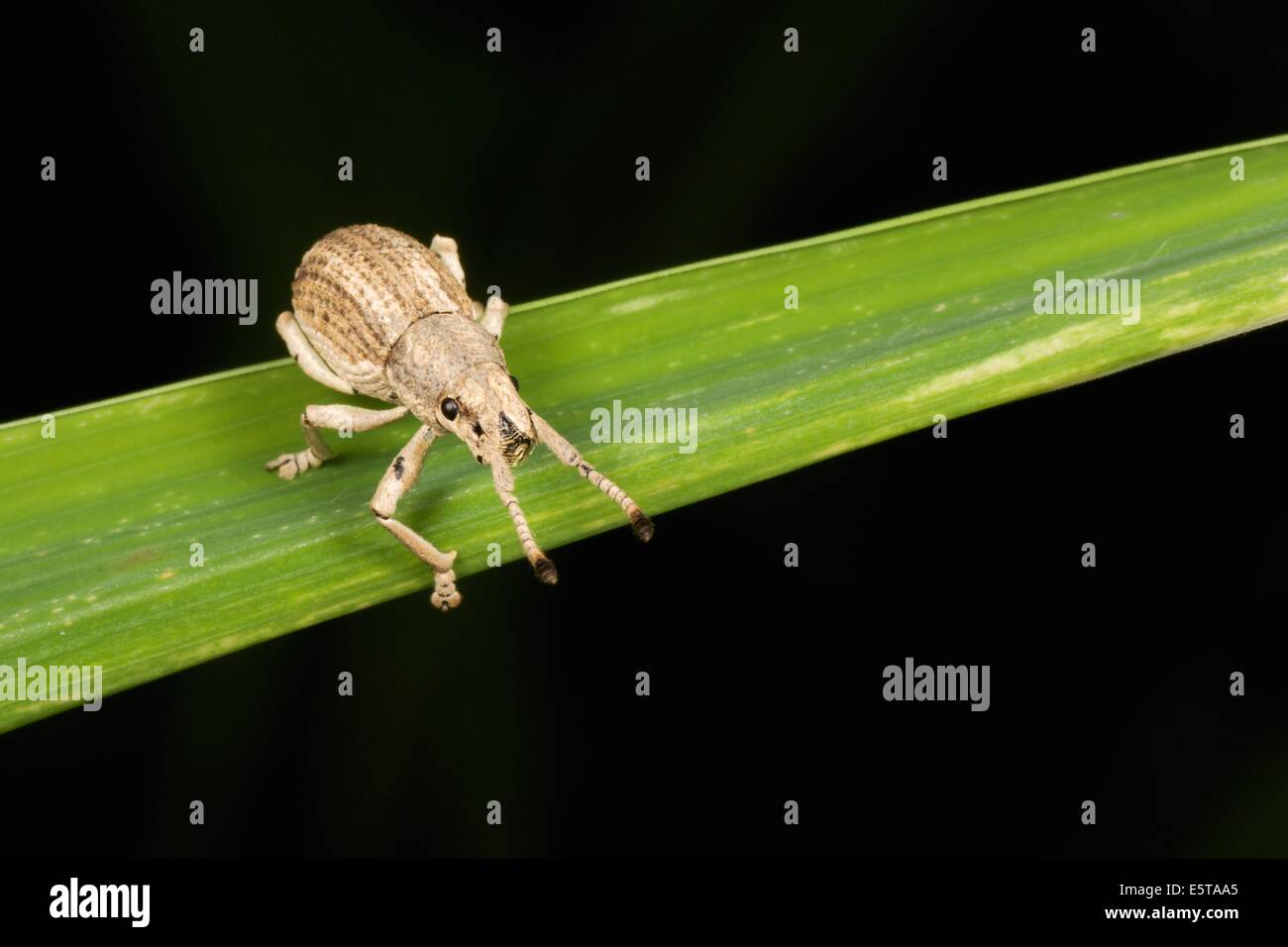 A weevil is a type of beetle from the Curculionoidea superfamily. Stock Photo
