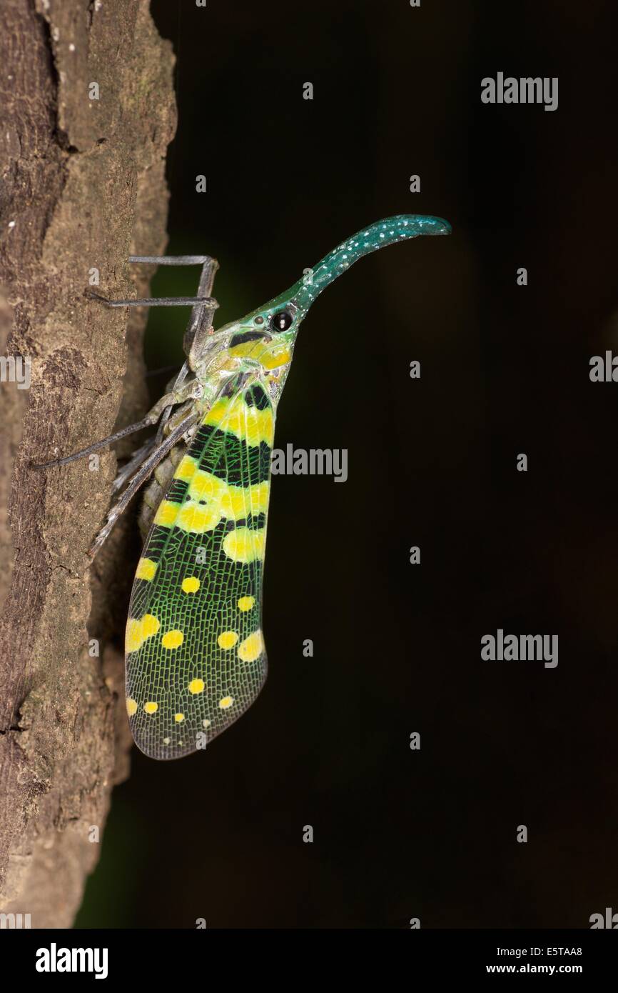 A Pyrops viridirostris lantern bug at Phu Toei National Park, Thailand. Stock Photo