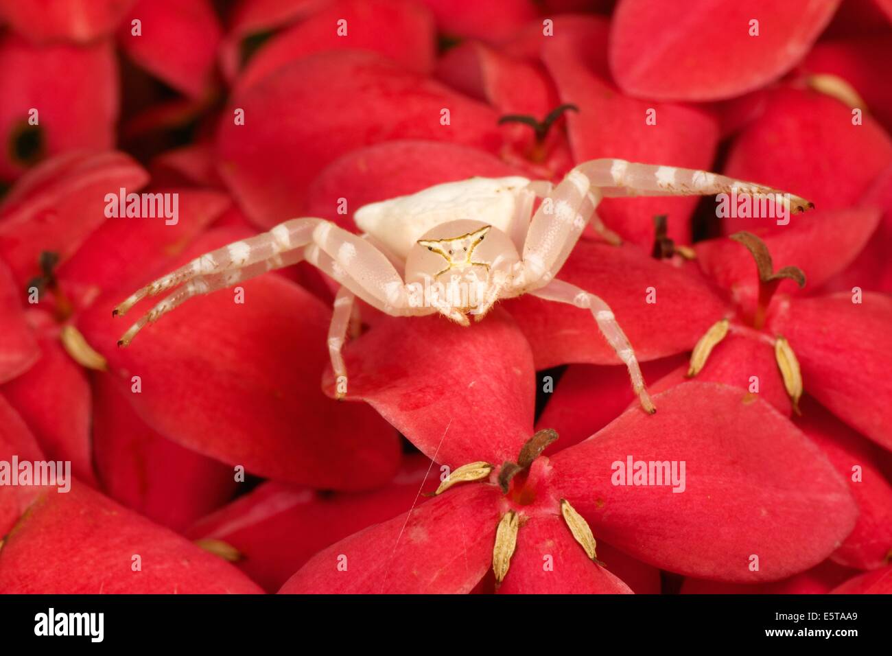 Thomisidae sp, white crab spider Stock Photo Alamy