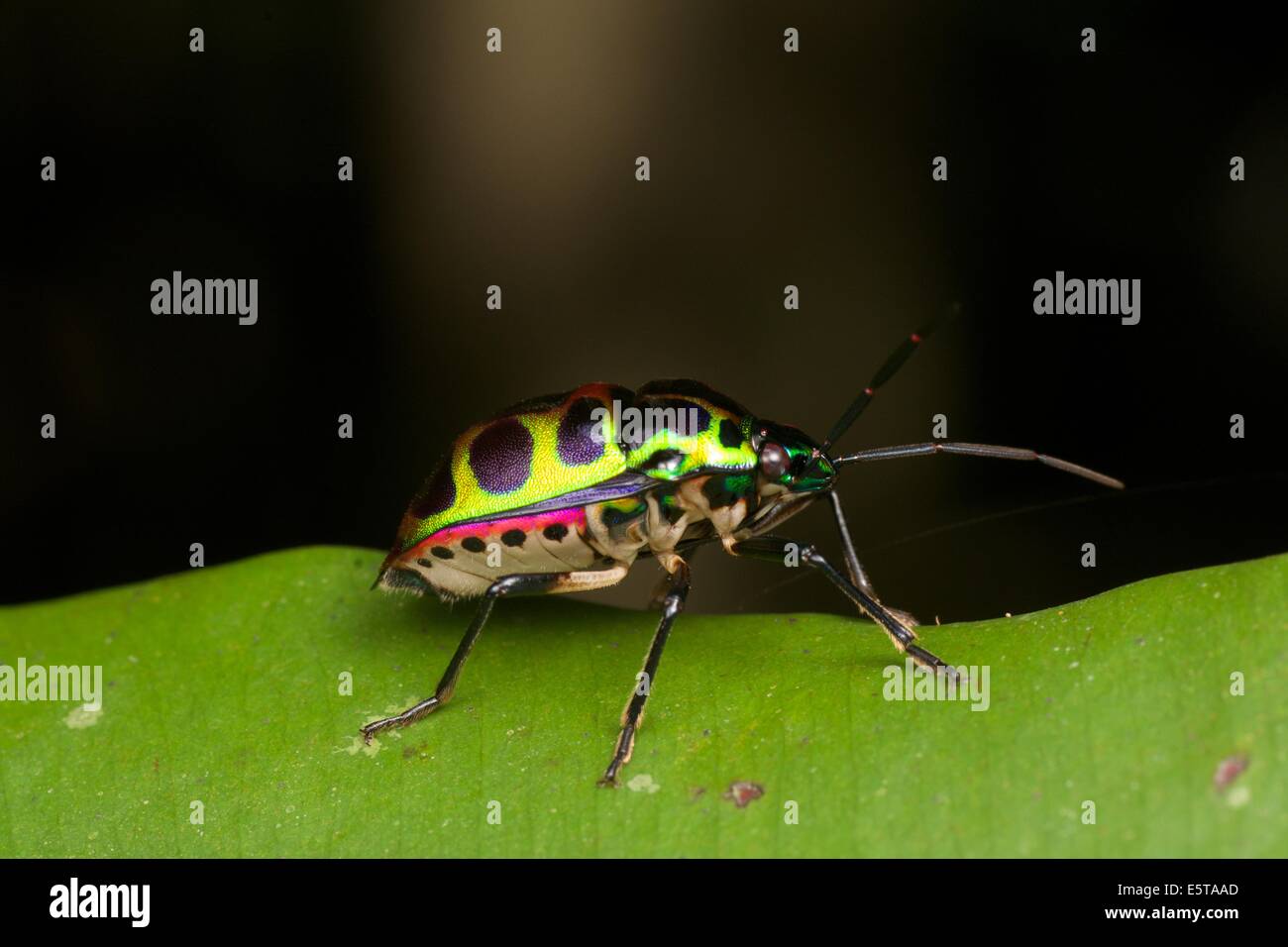 Chrysocoris stolli of the family Scutelleridae. They are commonly known as jewel bugs or metallic shield bugs due to their often Stock Photo