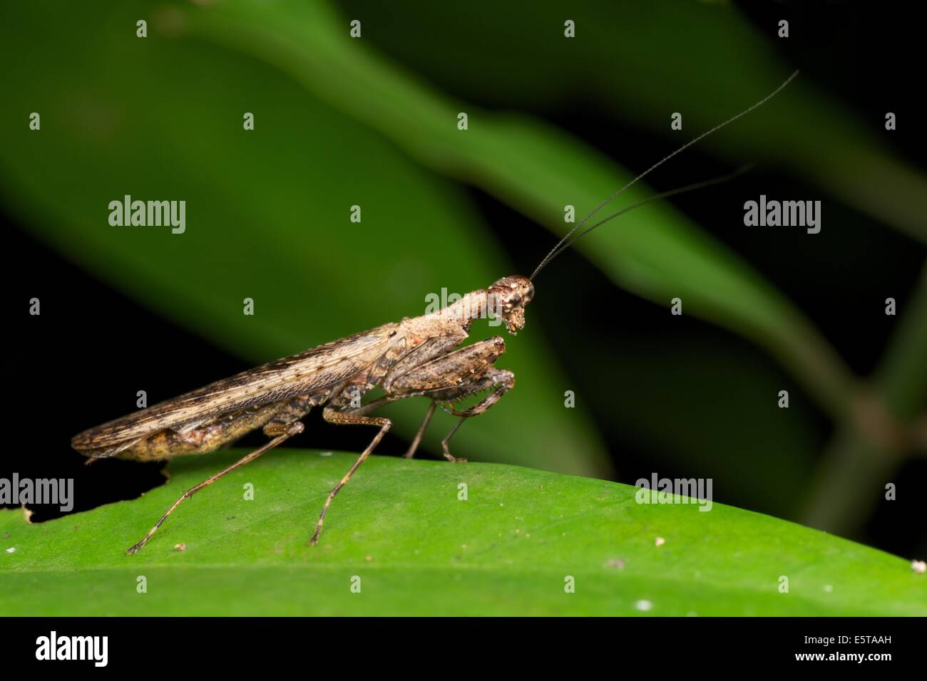 Humbertiella sp. Mantis, AKA Bark Mantis in Pang Sida National Park, Thailand. Stock Photo