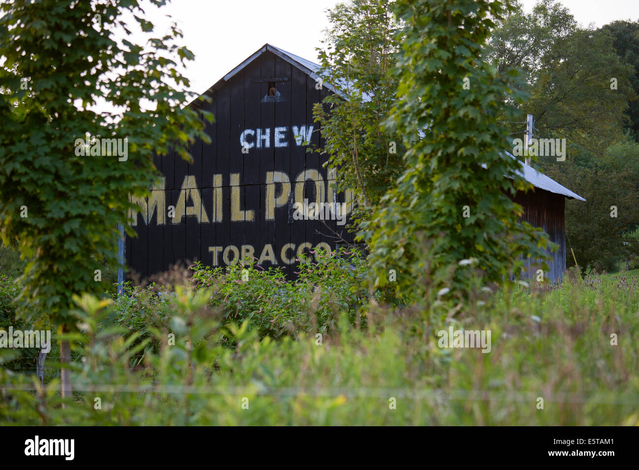 Waynesburg, Pennsylvania - An old barn painted with an advertisement for Mail Pouch Tobacco. Stock Photo