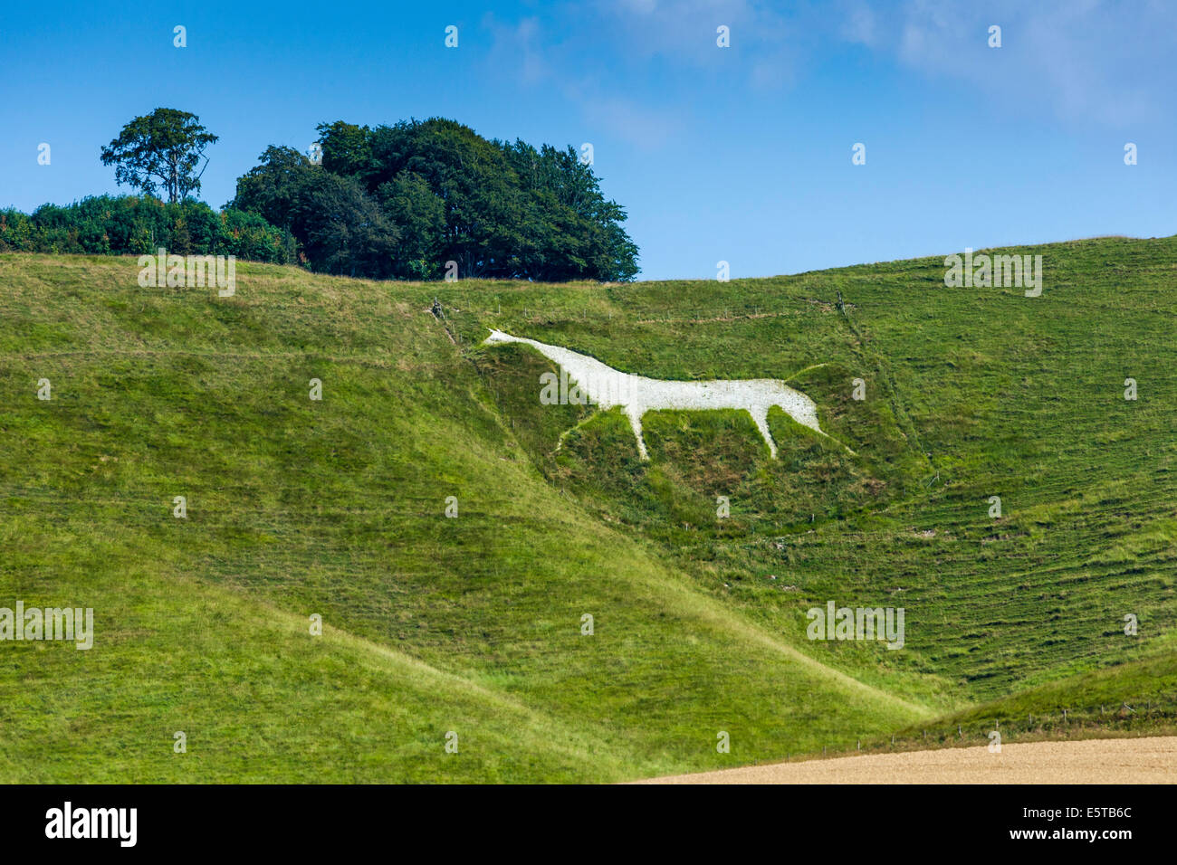 The Cherhill White Horse near Calne Wiltshire England UK. JMH6252 Stock Photo Alamy