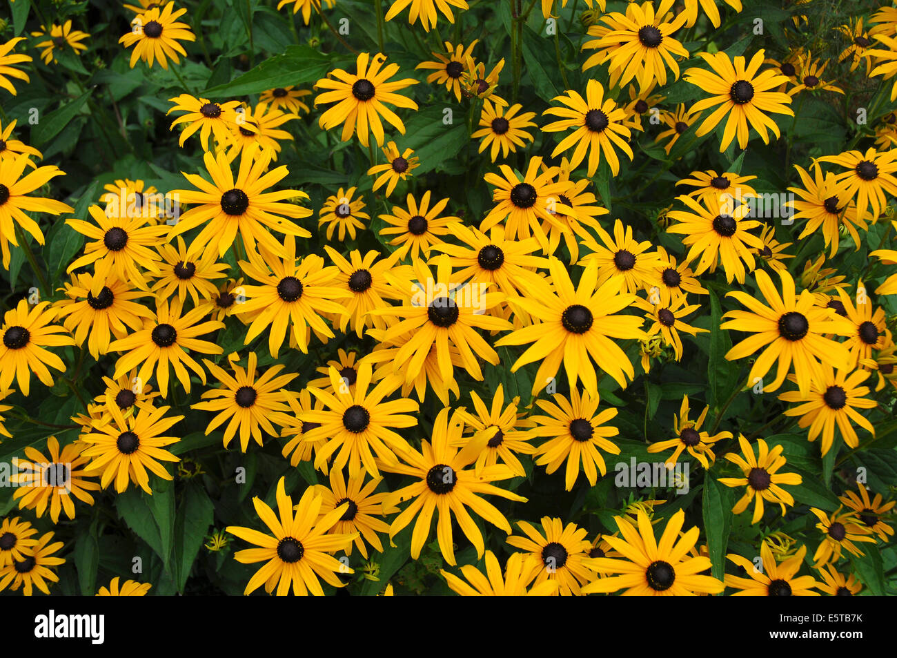 yellow daisy's Stock Photo