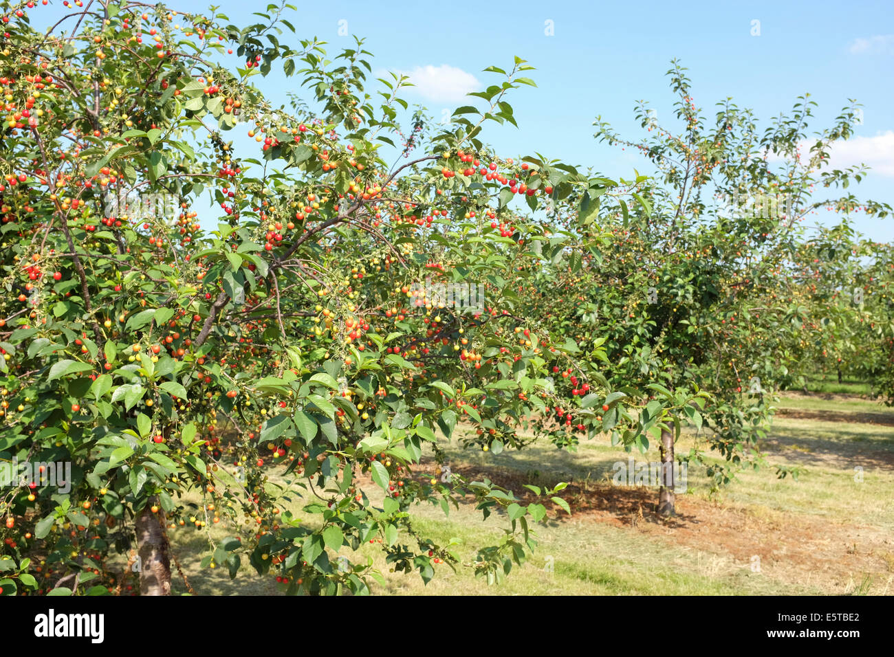 Cherry trees in a cultivation in Limburg Province, Belgium Stock Photo