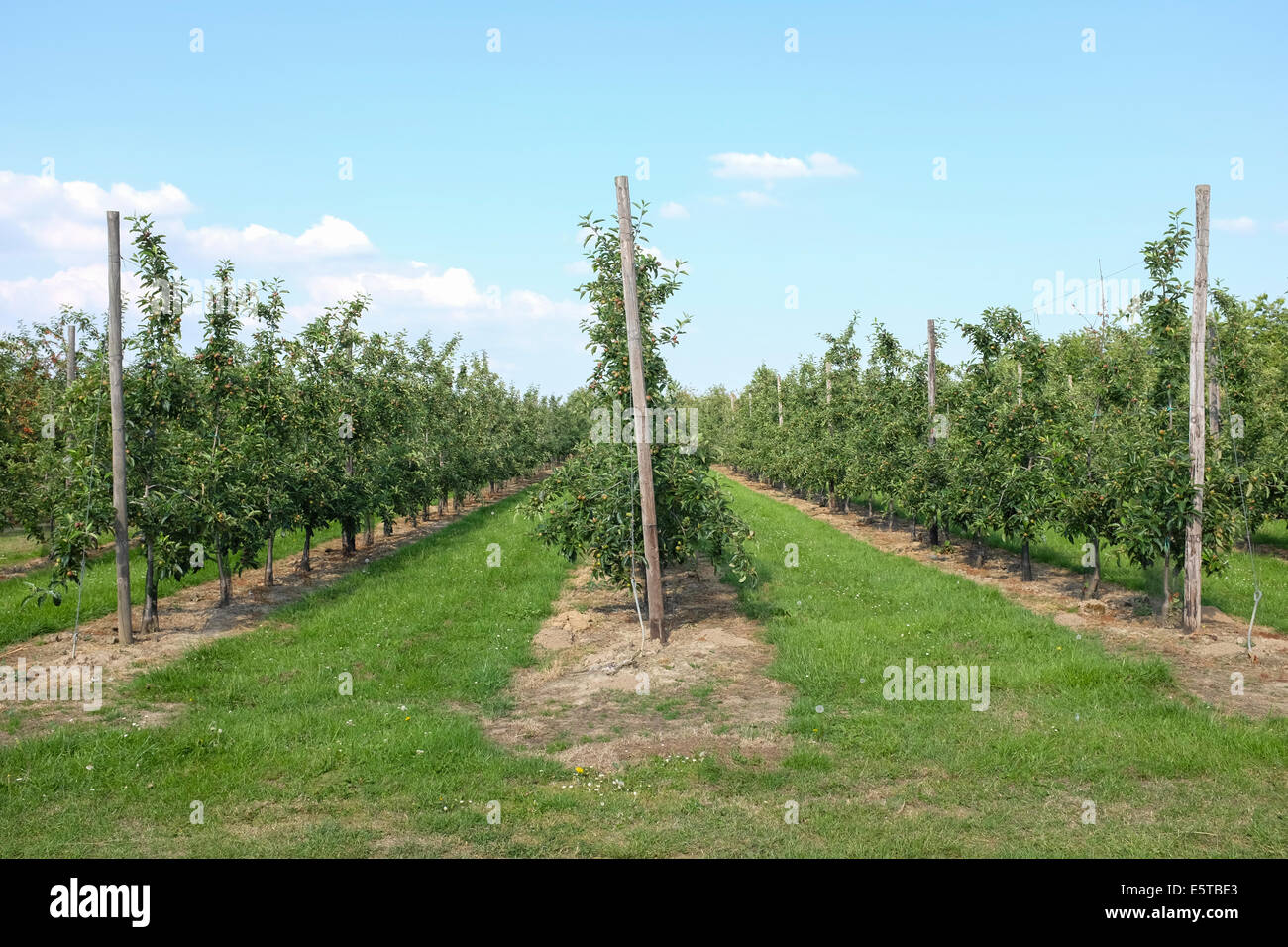 Apple trees in a cultivation in Limburg Province, Belgium Stock Photo