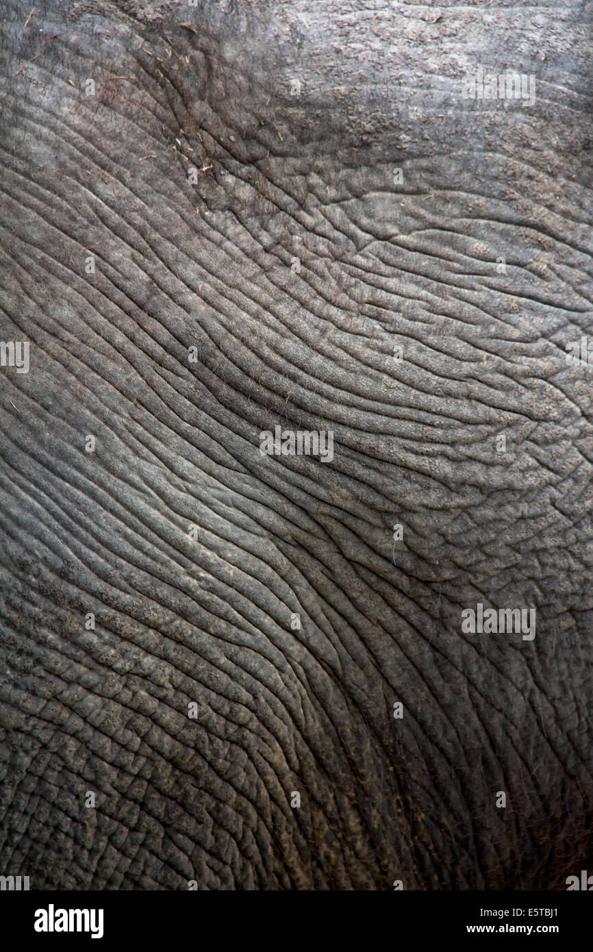 Close up of an elephant's skin, wrinkles, texture, and patterns. Stock Photo