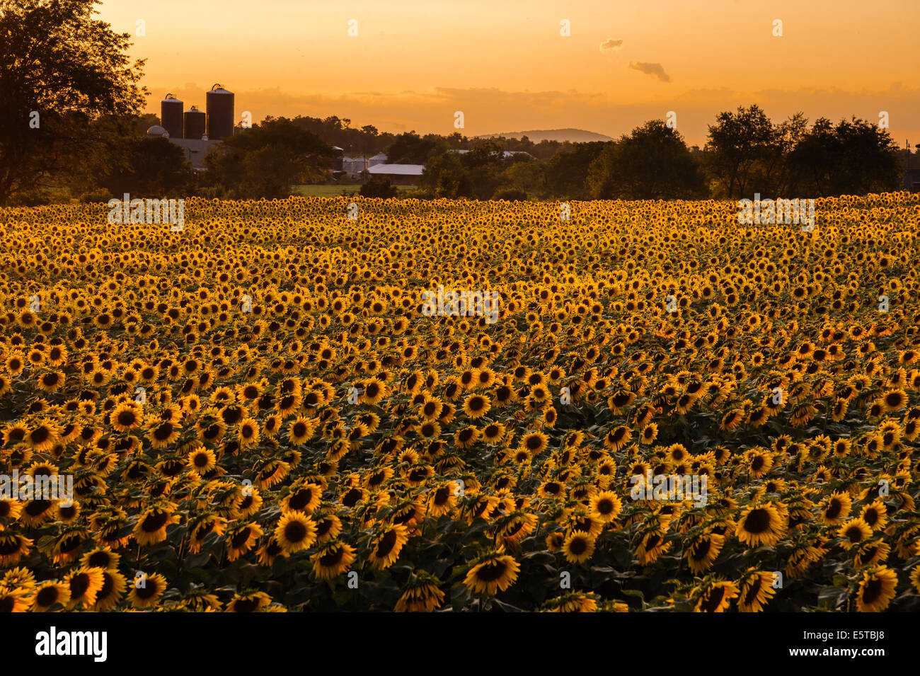 Beautiful sky over sunflower field Stock Photo - Alamy