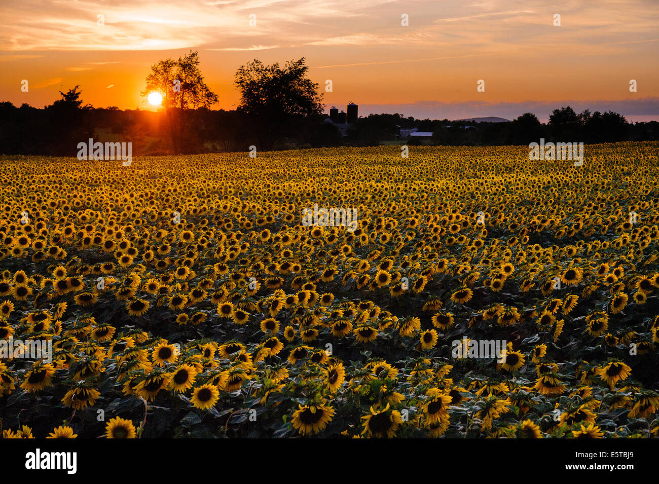 Beautiful sky over sunflower field Stock Photo - Alamy