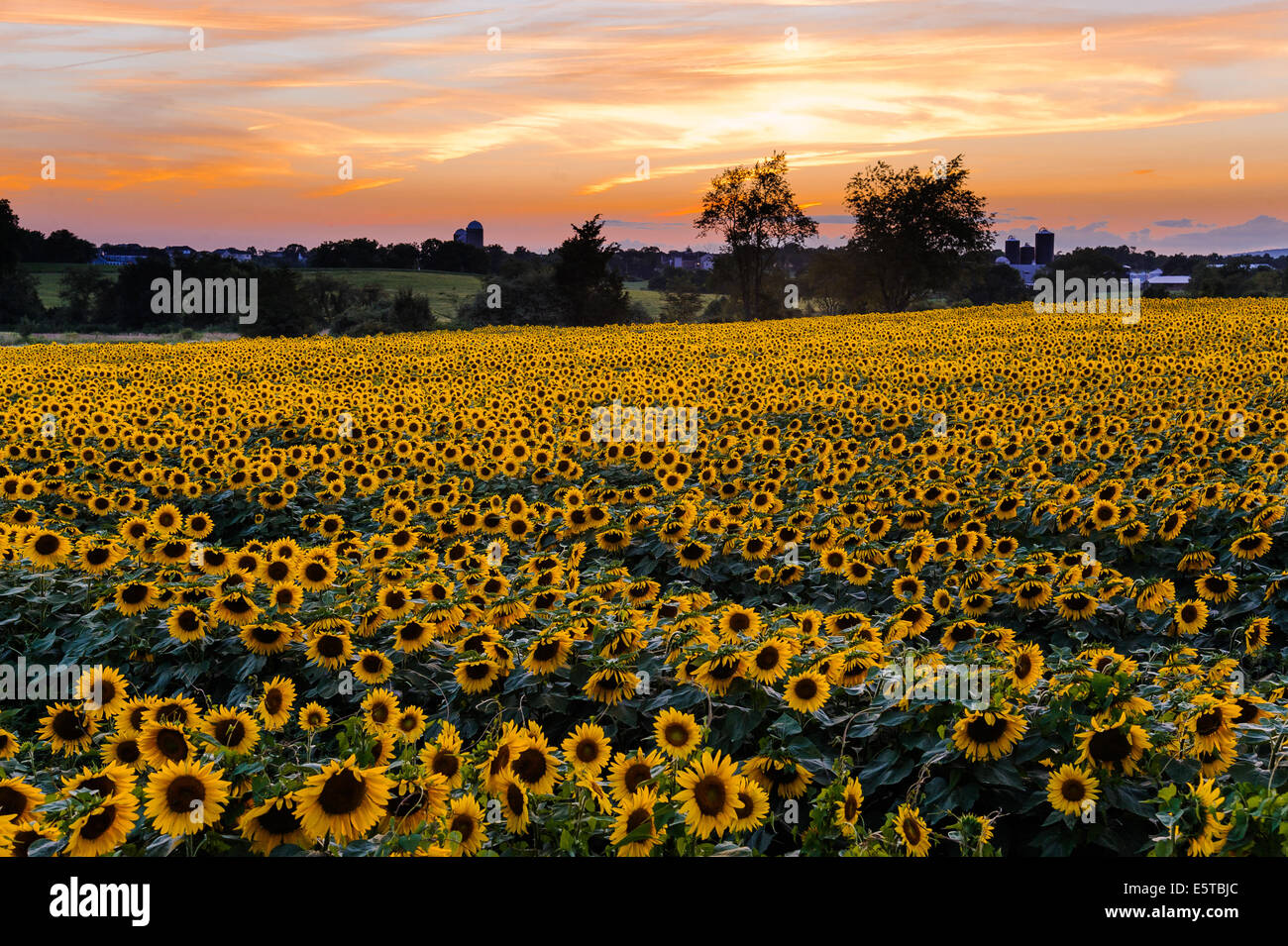 Sunflower field at sunset Stock Photo - Alamy