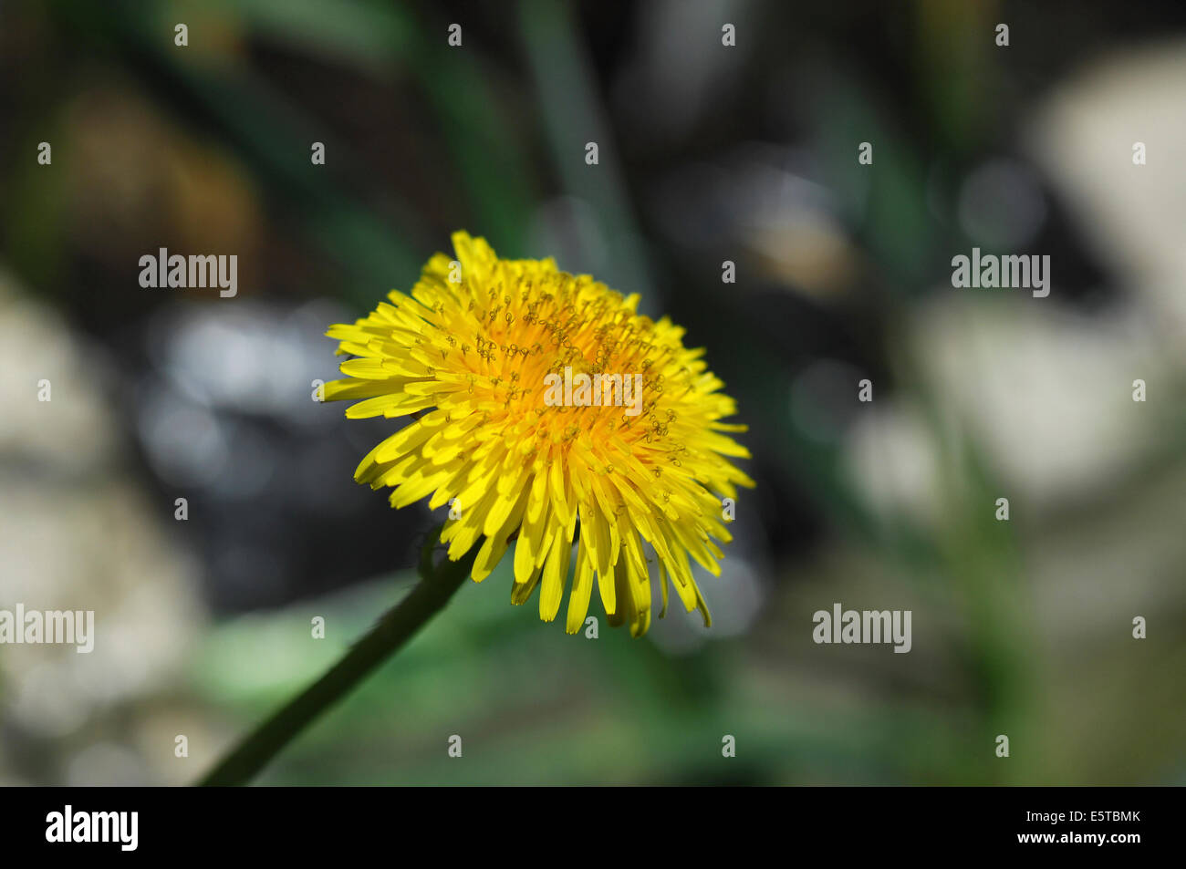 dandelion weed flower Stock Photo Alamy