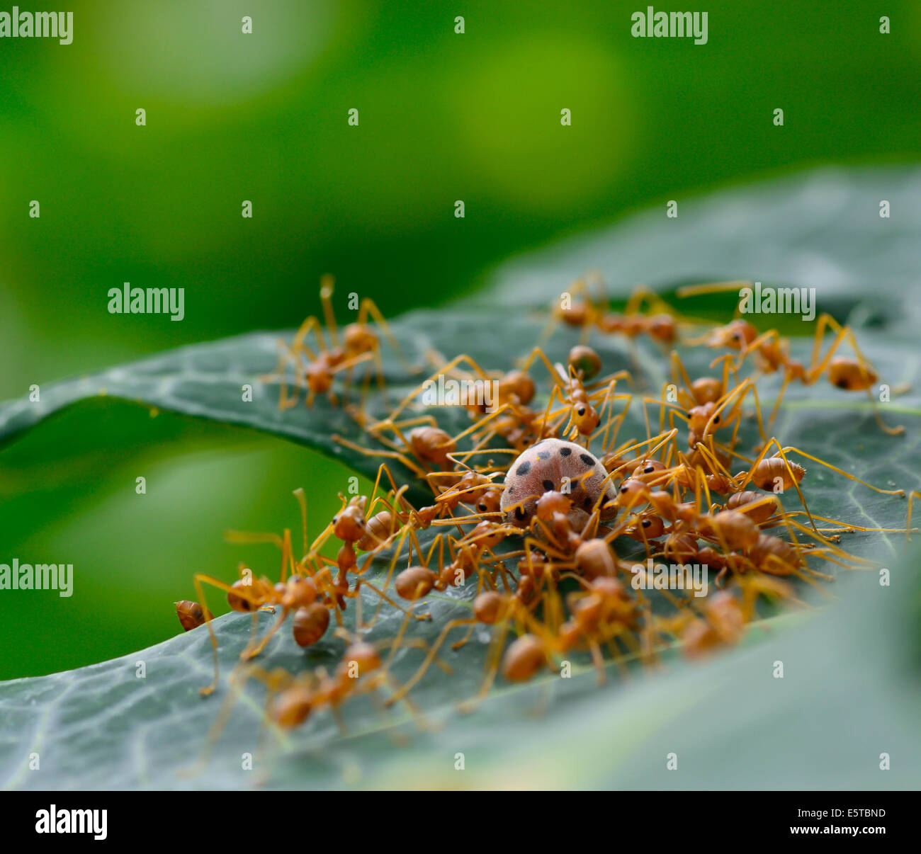 macro of red ant army  are swarming ladybug for food ; selective focus at ladybug with green blur background Stock Photo