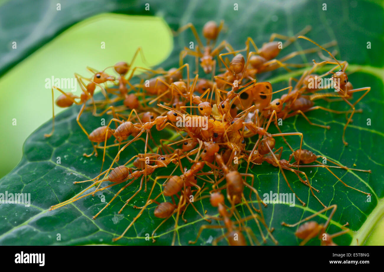 macro of red ant army  are swarming ladybug for food ; selective focus at ladybug with green blur background Stock Photo