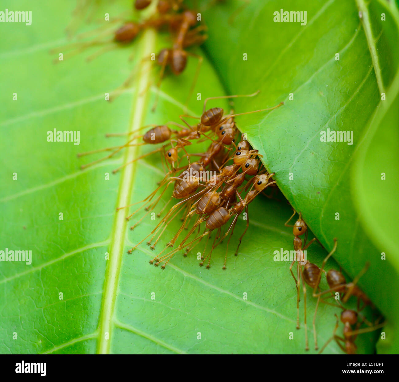 macro top view  of red ant army are  buliding nest by use leaf ; selective focus at  eye Stock Photo
