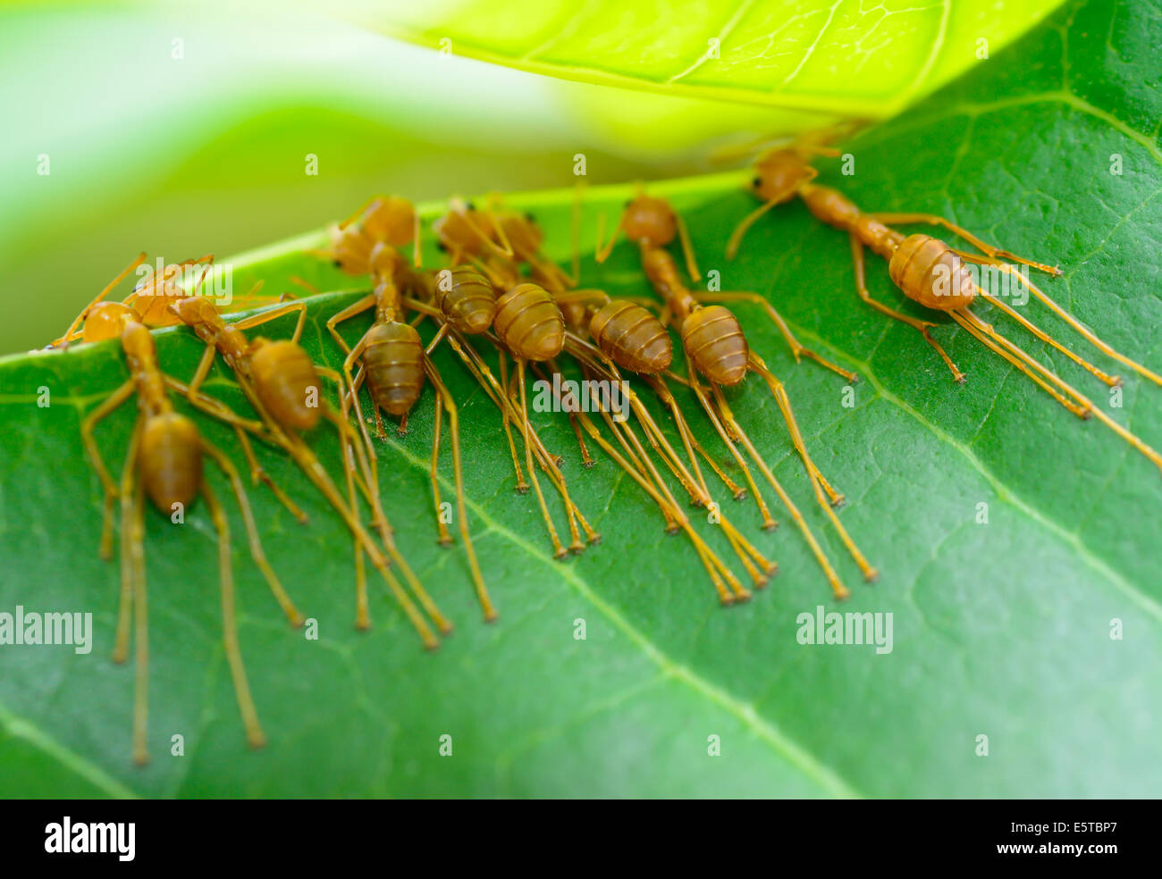 macro back view  of  red ant army are  buliding nest by use leaf ; selective focus at  eye with blur background Stock Photo