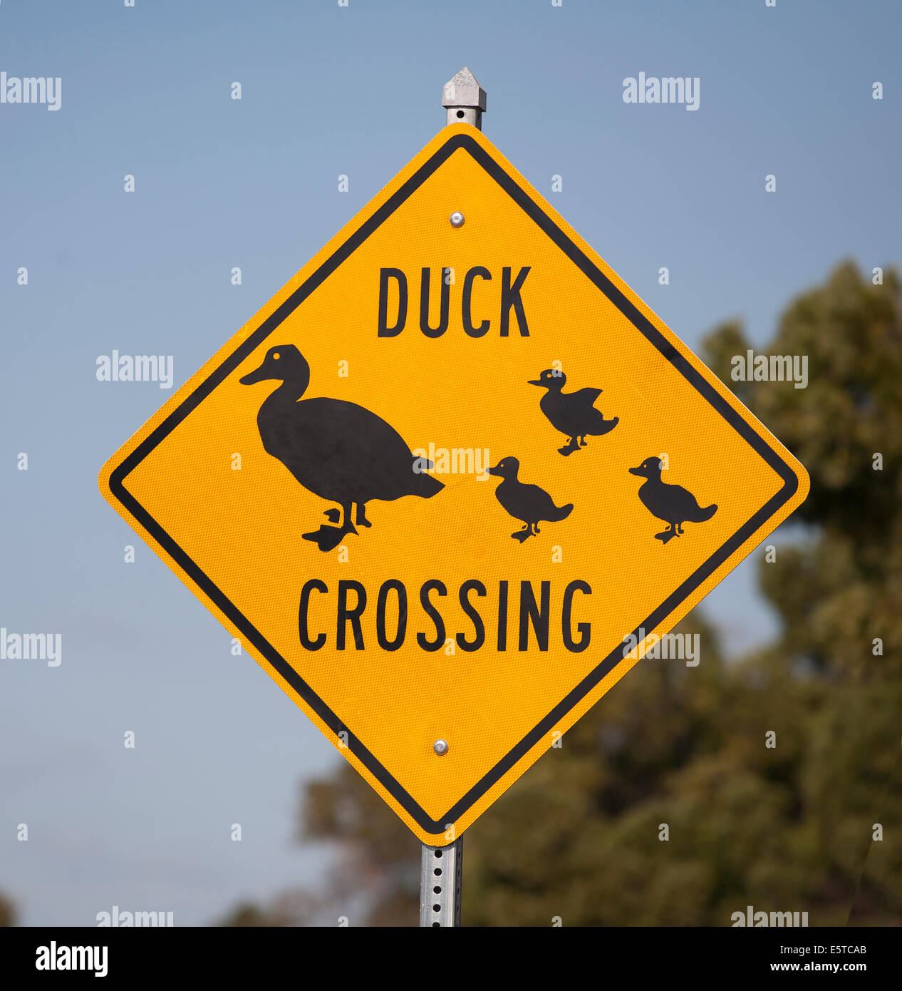 Image of a road sign in Sarasota Florida near a pond where families of Ducks actually cross the road. Stock Photo
