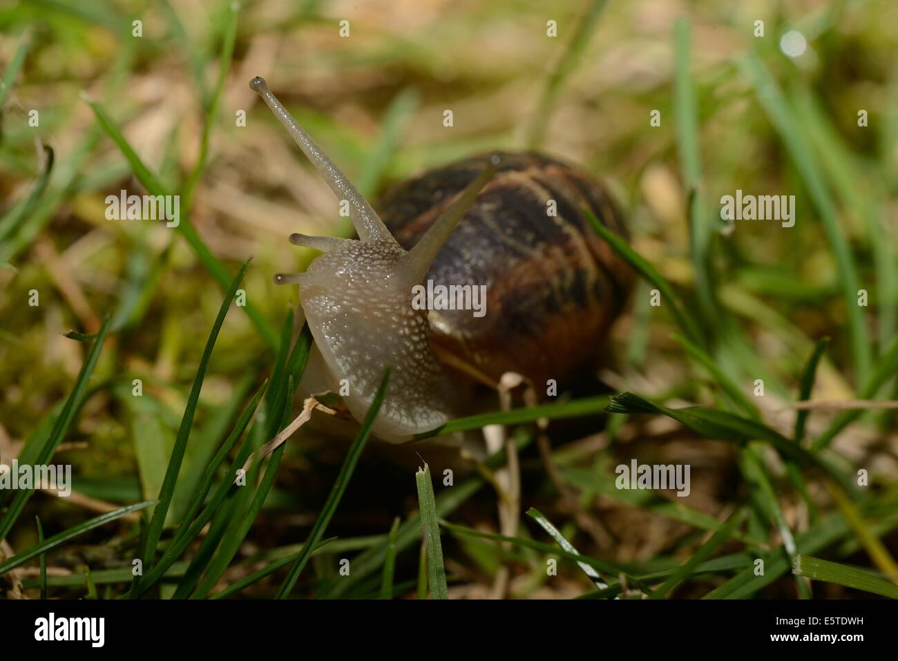 Snail in the garden by night Stock Photo Alamy