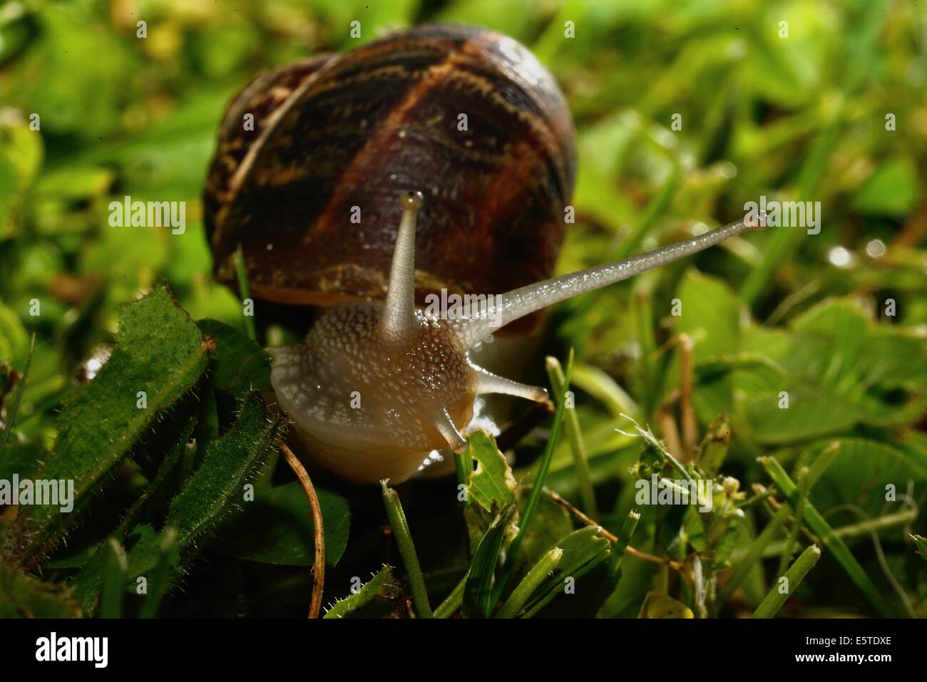 Snail in the garden by night Stock Photo Alamy