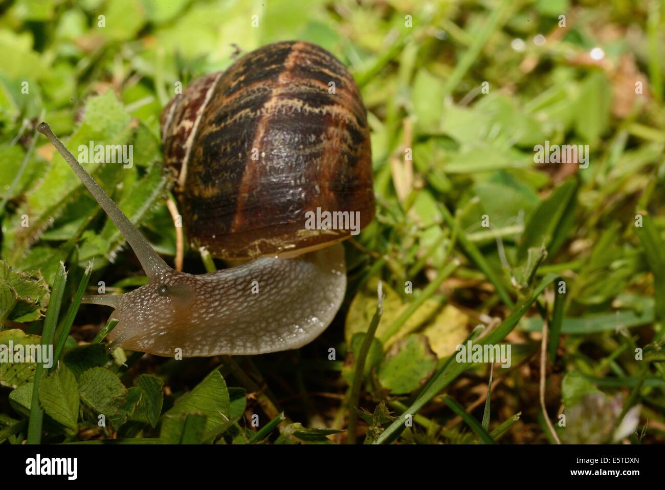 Snail in the garden by night Stock Photo Alamy