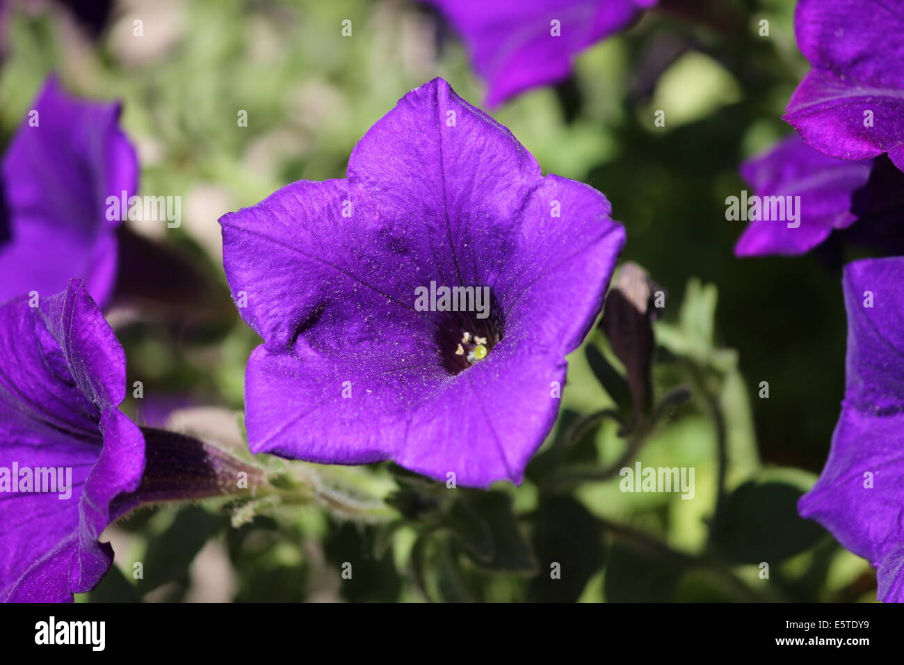 An open flower on a sunny day. Stock Photo