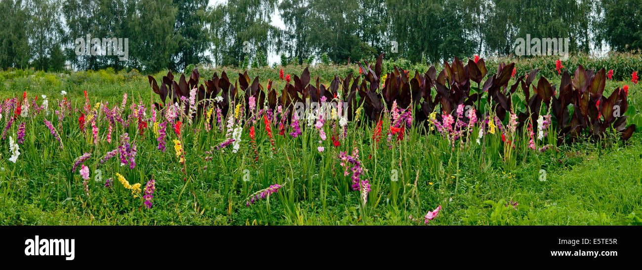field of blooming gladiolus and lily flowers Stock Photo