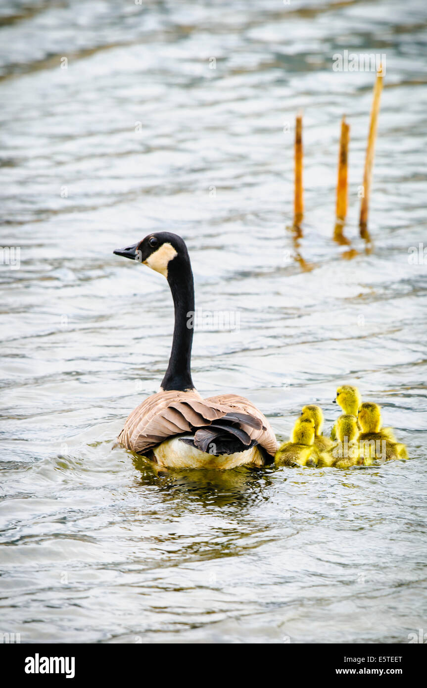 Canada Goose with a brood of yellow baby gosling Stock Photo