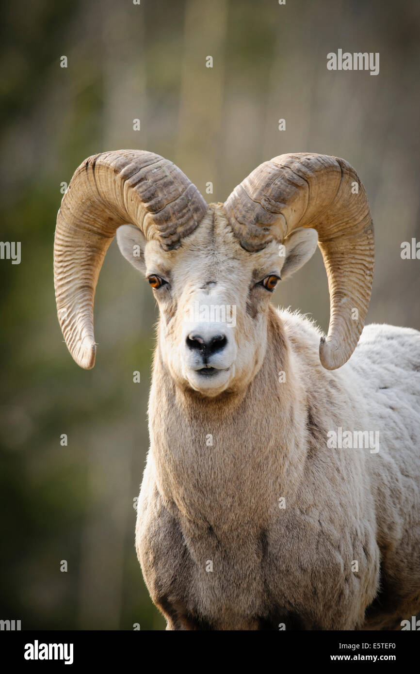 Spiral horns hires stock photography and images Alamy