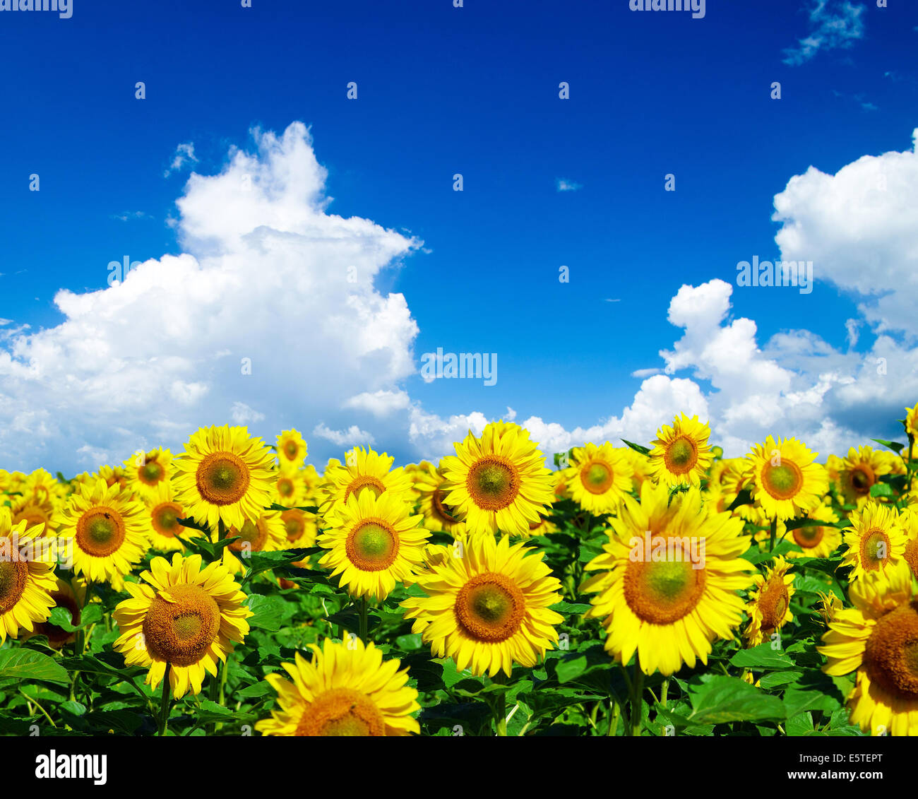 sunflower field over cloudy blue sky Stock Photo - Alamy