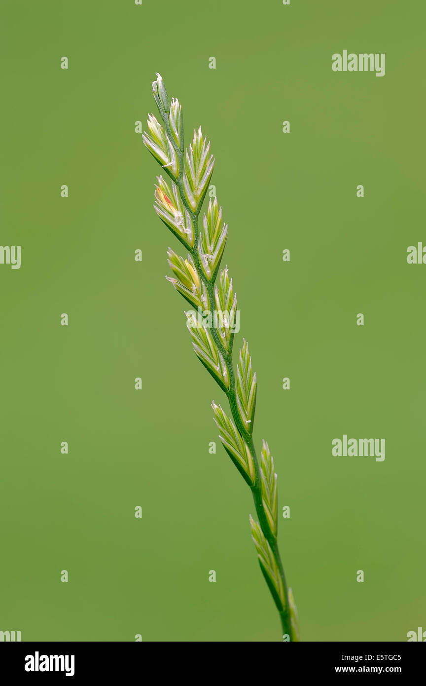 Perennial Ryegrass Characteristics