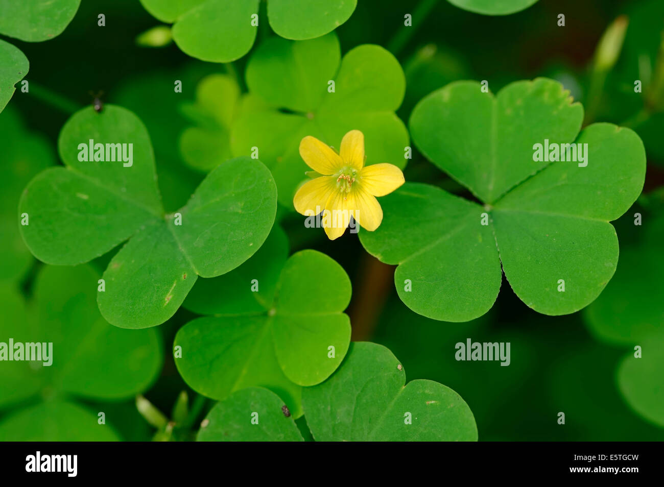 Yellow Woodsorrel Upright Yellow Sorrel Or Sourgrass Oxalis Stricta Flower And Leaves North Rhine Westphalia Germany Stock Photo Alamy Yellow Woodsorrel Upright Yellow Sorrel Or Sourgrass Oxalis Stricta Flower And Leaves North Rhine Westphalia Germany Stock Photo Alamy
