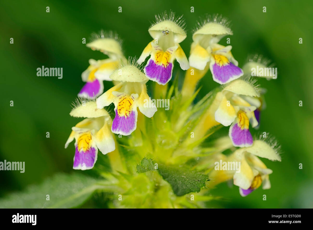 Edmonton Hempnettle or Large-flowered Hemp-nettle (Galeopsis speciosa), flowers, North Rhine-Westphalia, Germany Stock Photo