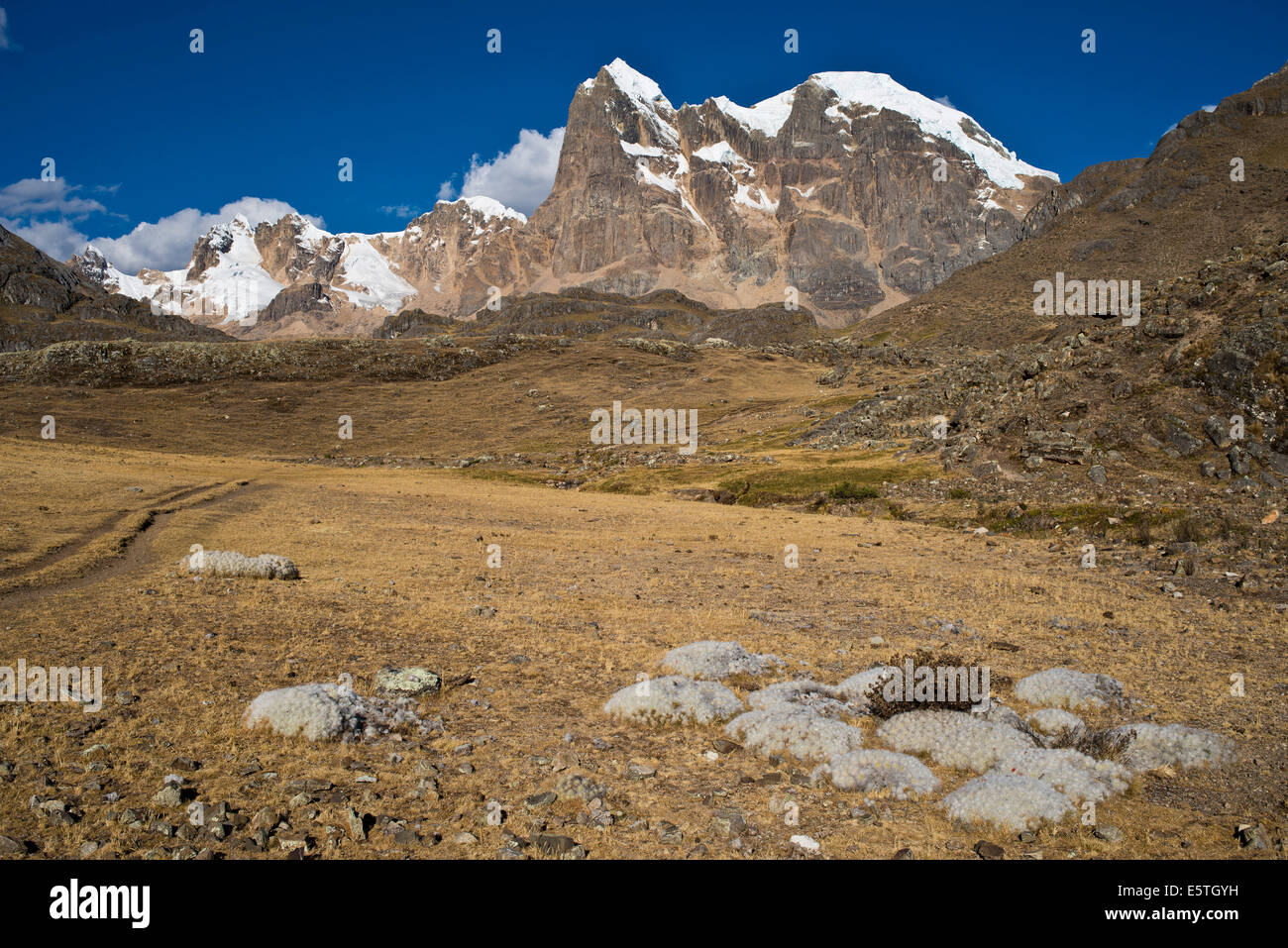 Old Man Cacti (Cephalocereus senilis) growing in a high valley, at the back snow-capped mountains of the Cordillera Huayhuash Stock Photo