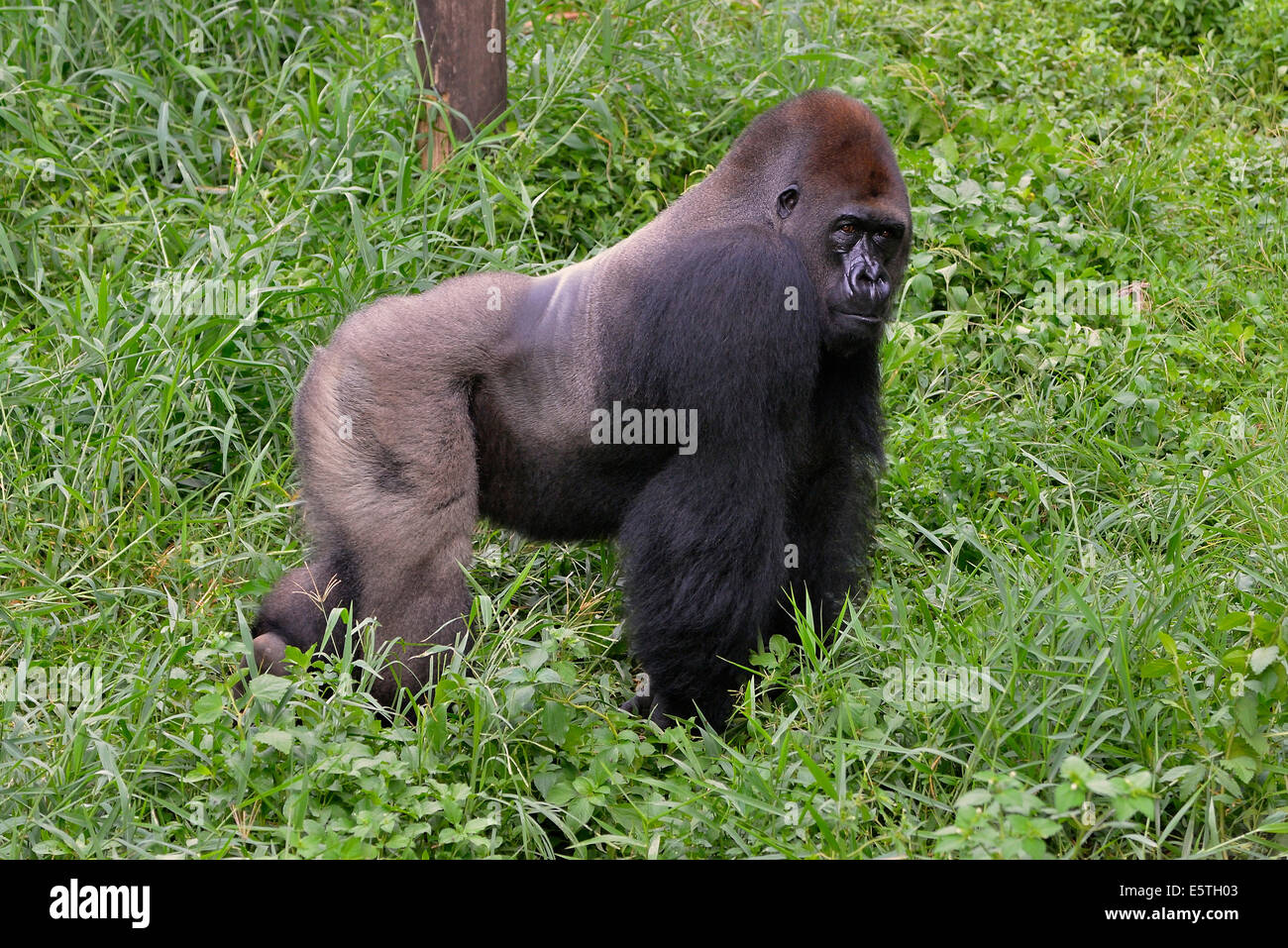 Western Lowland Gorilla (Gorilla gorilla gorilla), male, silverback, captive, South-West Region, Cameroon Stock Photo
