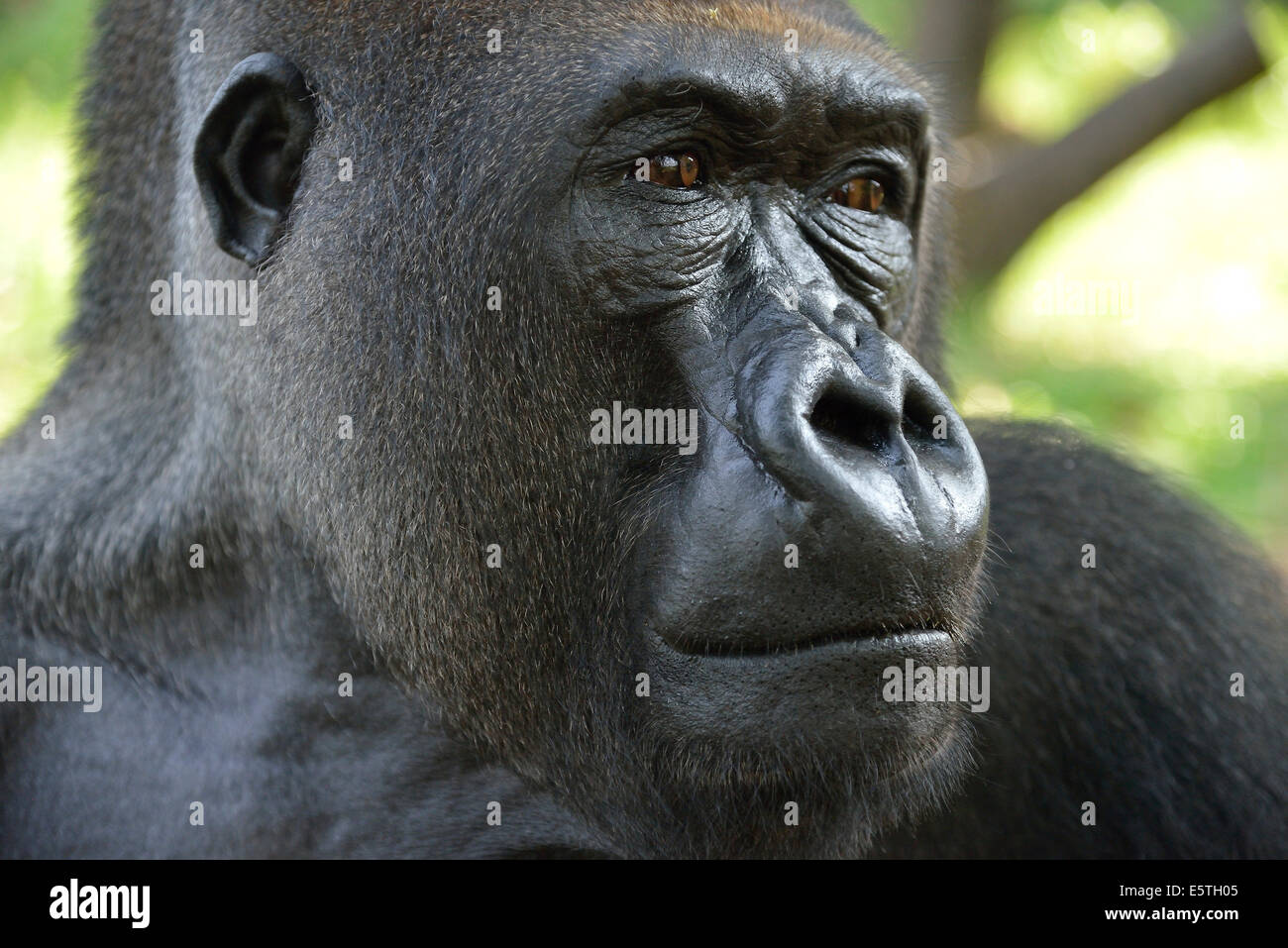 Western Lowland Gorilla (Gorilla gorilla gorilla), animal portrait, male, Silverback, captive, South-West Region, Cameroon Stock Photo