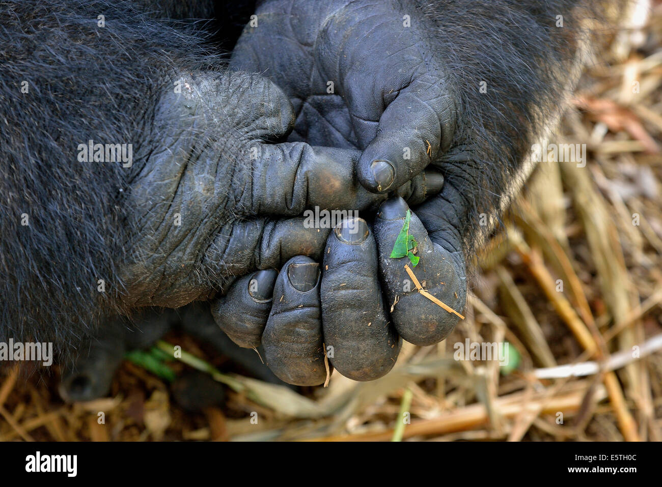 Western Lowland Gorilla (Gorilla gorilla gorilla), hands, male, Silverback, captive, South-West Region, Cameroon Stock Photo