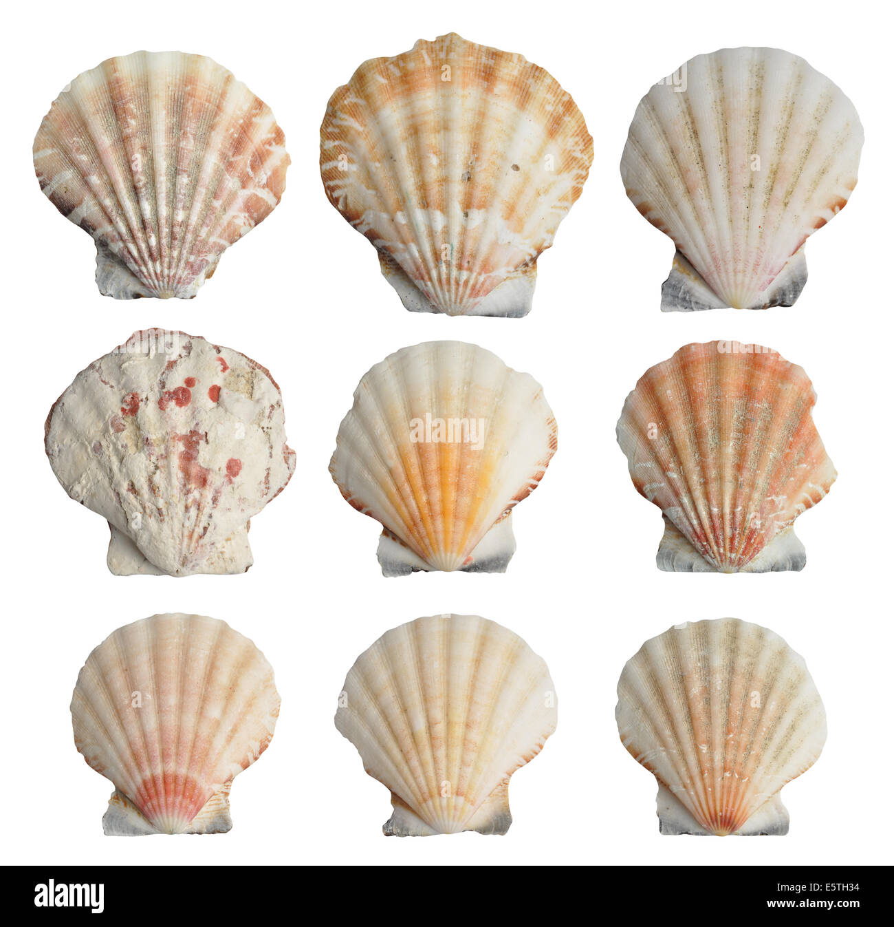 Collection of seashells isolated on white background Stock Photo