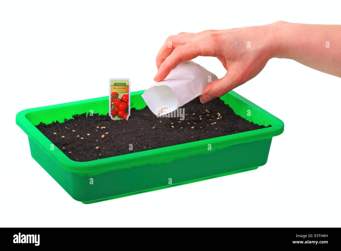 Sowing of tomato seeds (Solanum lycopersicum) in a seed tray Stock Photo