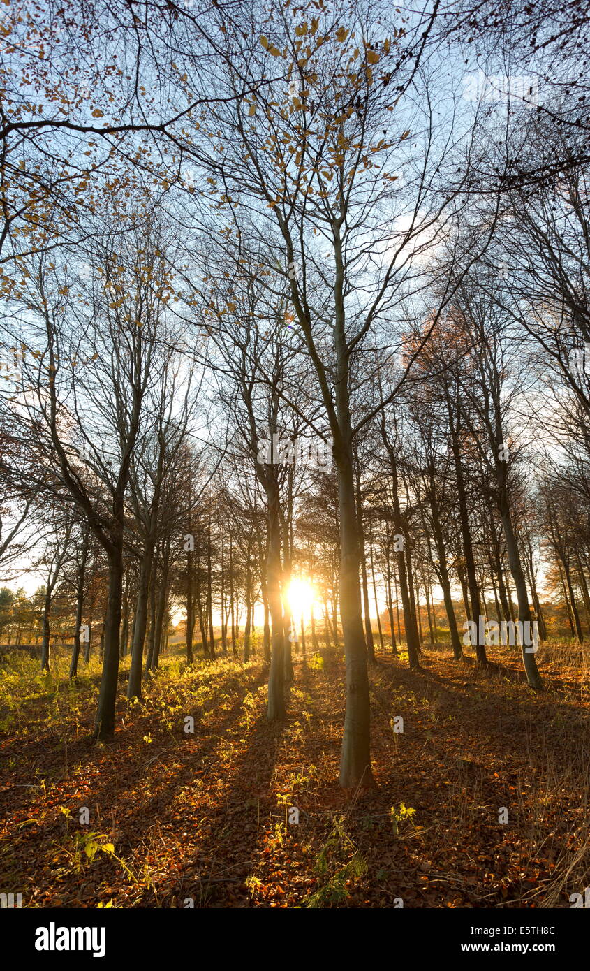 Late afternoon winter sunlight shining through trees in woodland at Longhoughton, near Alnwick, Northumberland, England, UK Stock Photo