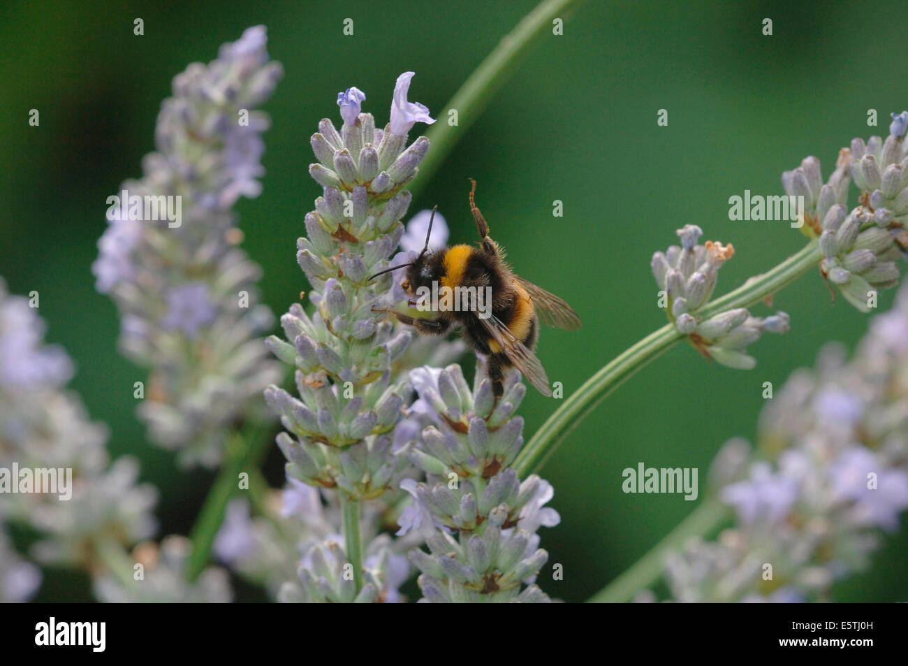 A Buff-Tailed Bumble Bee On Lavender Flowers.(Bombus terrestris). Stock Photo