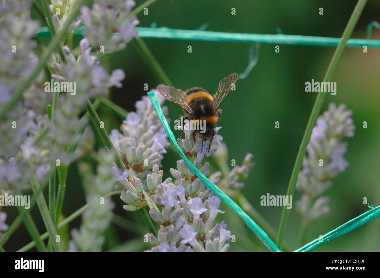 A Buff-Tailed Bumble Bee On Lavender Flowers.(Bombus terrestris). Stock Photo