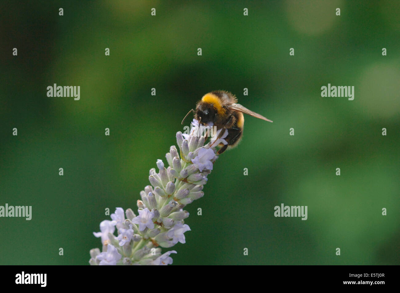 A Buff-Tailed Bumble Bee On Lavender Flowers.(Bombus terrestris). Stock Photo